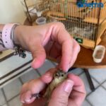 Animais foram resgatados e entregues de forma voluntária ao órgão ambiental do estado. Foto: Arquivo Adema.