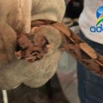 Equipes da Adema realizaram cinco ações em prol dos animais silvestres. Foto: Adema.