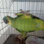 Equipes da Adema realizaram cinco ações em prol dos animais silvestres. Foto: Adema.