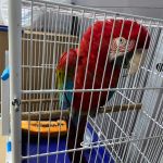 Animal faz parte de aves da fauna brasileira que corre risco de extinção. Ale´m dela outros animais foram resgatados pelo órgão ambiental do estado. Foto: Adema.