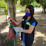 Animal faz parte de aves da fauna brasileira que corre risco de extinção. Ale´m dela outros animais foram resgatados pelo órgão ambiental do estado. Foto: Adema.