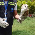 Corujas, gaviões, cobras e cágado estão entre os animais recolhidos. Foto: Adema.