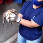 Corujas, gaviões, cobras e cágado estão entre os animais recolhidos. Foto: Adema.