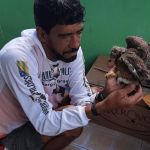 Corujas, gaviões, cobras e cágado estão entre os animais recolhidos. Foto: Adema.