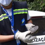 Corujas, gaviões, cobras e cágado estão entre os animais recolhidos. Foto: Adema.