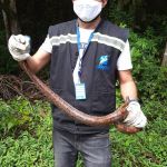 Corujas, gaviões, cobras e cágado estão entre os animais recolhidos. Foto: Adema.