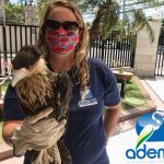 Corujas, gaviões, cobras e cágado estão entre os animais recolhidos. Foto: Adema.