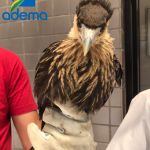 Corujas, gaviões, cobras e cágado estão entre os animais recolhidos. Foto: Adema.