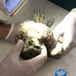 Corujas, gaviões, cobras e cágado estão entre os animais recolhidos. Foto: Adema.