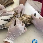 Corujas, gaviões, cobras e cágado estão entre os animais recolhidos. Foto: Adema.