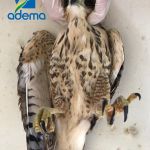 Corujas, gaviões, cobras e cágado estão entre os animais recolhidos. Foto: Adema.