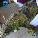 Corujas, gaviões, cobras e cágado estão entre os animais recolhidos. Foto: Adema.