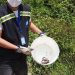 Corujas, gaviões, cobras e cágado estão entre os animais recolhidos. Foto: Adema.