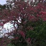 Ao contrário do ano passado, dias e noites terão a mesma duração de horas. Foto: Marcos Rodrigues/Sedurbs.