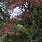 Ao contrário do ano passado, dias e noites terão a mesma duração de horas. Foto: Marcos Rodrigues/Sedurbs.