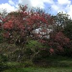 Ao contrário do ano passado, dias e noites terão a mesma duração de horas. Foto: Marcos Rodrigues/Sedurbs.