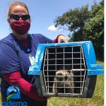 Durante esta semana, equipe de técnicos do órgão ambiental do Estado registrou duas entregas voluntárias e realizou sete resgates de outros animais silvestres. Foto: Adema.