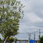 Foto: Marcos Rodrigues.