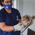 Durante esta semana, equipe de técnicos do órgão ambiental do Estado registrou duas entregas voluntárias e realizou sete resgates de outros animais silvestres. Foto: Adema.