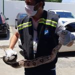 Durante esta semana, equipe de técnicos do órgão ambiental do Estado registrou duas entregas voluntárias e realizou sete resgates de outros animais silvestres. Foto: Adema.