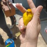 Durante esta semana, equipe de técnicos do órgão ambiental do Estado registrou duas entregas voluntárias e realizou sete resgates de outros animais silvestres. Foto: Adema.