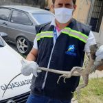 Durante esta semana, equipe de técnicos do órgão ambiental do Estado registrou duas entregas voluntárias e realizou sete resgates de outros animais silvestres. Foto: Adema.