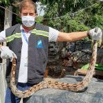 Durante esta semana, equipe de técnicos do órgão ambiental do Estado registrou duas entregas voluntárias e realizou sete resgates de outros animais silvestres. Foto: Adema.