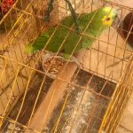 Durante esta semana, equipe de técnicos do órgão ambiental do Estado registrou duas entregas voluntárias e realizou sete resgates de outros animais silvestres. Foto: Adema.