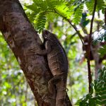 Entrega do réptil é resultado da educação ambiental realizado com a comunidade das imediações da Mata do Junco. Foto: Marcos Rodrigues