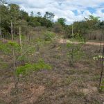 Ação faz parte do acordo de compensação ambiental firmado entre o Governo de Sergipe e empresa de linhas de transmissão de energia. Foto: Ascom/Sedurbs.