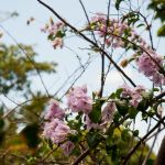 Meteorologia prevê muitas nuvens em algumas regiões do estado, sem previsões de chuvas consideráveis para o fim de semana. Foto: Marcos Rodrigues/Sedurbs.