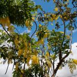 Foto: Marcos Rodrigues/Sedurbs.