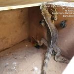 Adema resgata animais silvestres na capital e interior de Sergipe. Foto: Adema