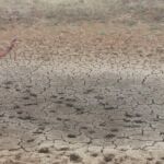 Atividades executadas pela Defesa Civil objetivam minimizar danos causados pela estiagem a aproximadamente 45 mil pessoas afetadas em 10 municípios.
Foto: Arquivo Defesa Civil.