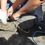 Animal foi resgatado no Museu do Mangue, bairro Coroa do Meio, na manhã desta quarta-feira, 6. Foto: Adema.