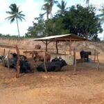 Foram extraídos 1,70 hectares de areia para construção civil sem a liberação do órgão ambiental. Foto: Adema.
