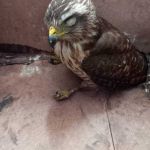 Na última semana de janeiro, órgão ambiental também executou o resgate de seis espécies
. Foto: Adema.