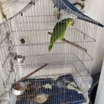 Animais eram criados em casa há mais de 25 anos e família não tinha consciência que cometia crime ambiental. Foto: Adema.