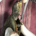 Na última semana de janeiro, órgão ambiental também executou o resgate de seis espécies
. Foto: Adema.