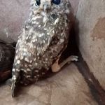 Na última semana de janeiro, órgão ambiental também executou o resgate de seis espécies
.Foto: Adema.