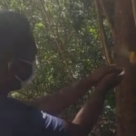 65 aves que estavam em tratamento no Cetas foram soltas. Fotos: Adema.