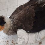 Algumas espécies resgatadas ainda estão sob cuidados veterinários