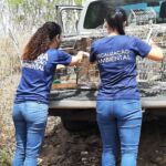 Algumas espécies resgatadas ainda estão sob cuidados veterinários
