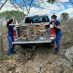 Algumas espécies resgatadas ainda estão sob cuidados veterinários