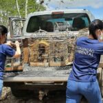 Algumas espécies resgatadas ainda estão sob cuidados veterinários