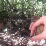 65 aves que estavam em tratamento no Cetas foram soltas. Fotos: Adema.