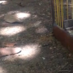 65 aves que estavam em tratamento no Cetas foram soltas. Fotos: Adema.