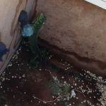 65 aves que estavam em tratamento no Cetas foram soltas. Fotos: Adema.