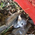 Órgão ambiental encaminhou os animais mais debilitados para tratamento no Cetas. Foto: Adema.