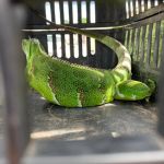 Órgão ambiental encaminhou os animais mais debilitados para tratamento no Cetas. Foto: Adema.